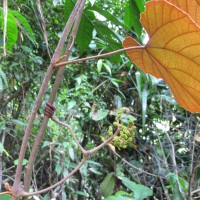 Ampelocissus indica (L.) Planch.